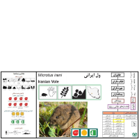 گونه ول ایرانی Iranian Vole